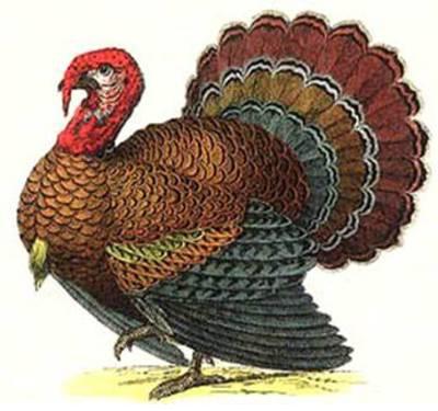 Turkey_medium